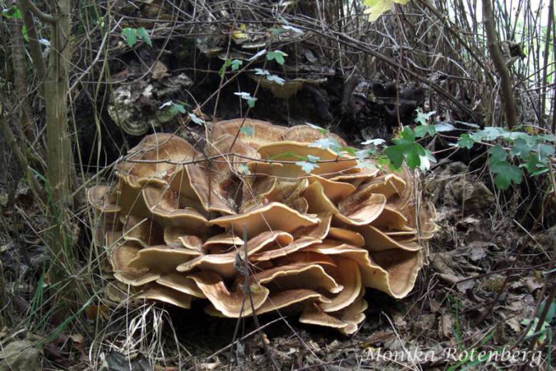 Meripilus giganteus (Pers.) P. Karst. 1882 Fliegenpilz Myko AG im